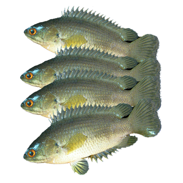 Haor Koi - Discount Bazaar