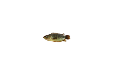 Quality Koi