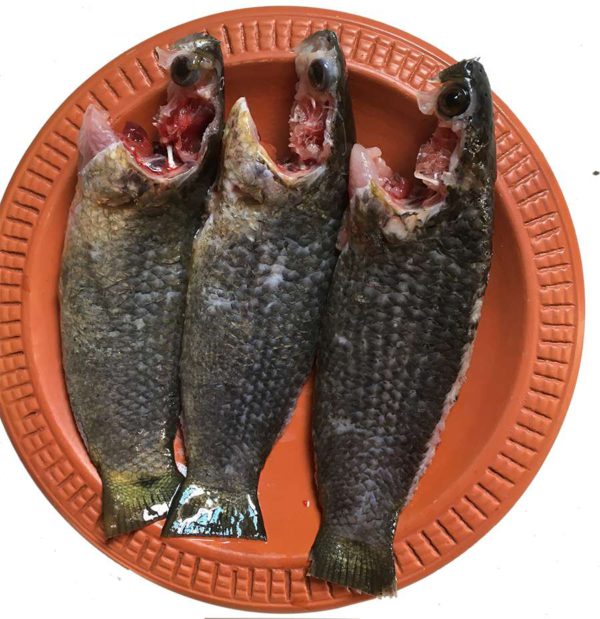 Quality Koi
