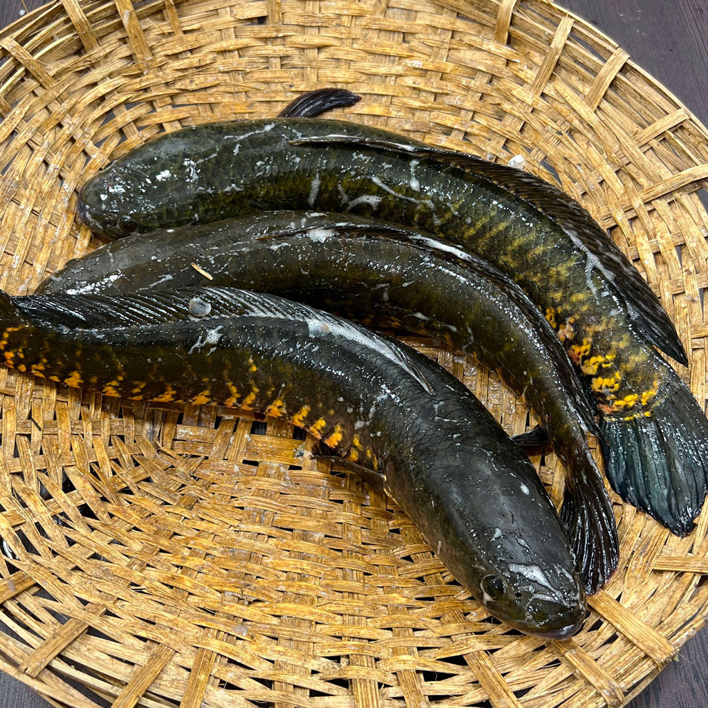 BD SHOL 500G