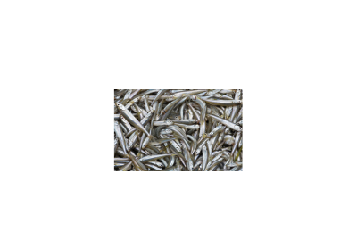 Iqf Smelt fish