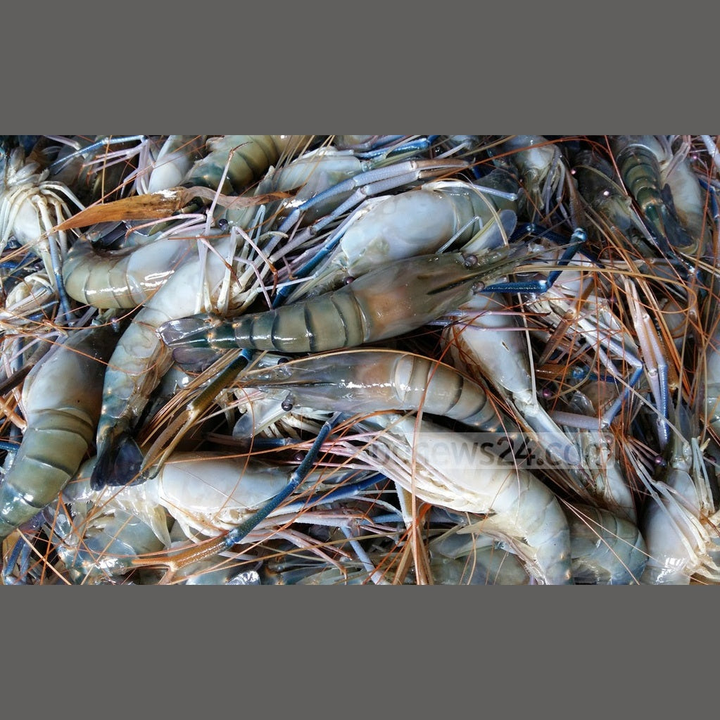 BD Prawns - Discount Bazaar