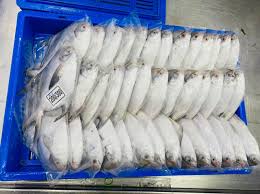 Ibco Silver Pomfret 200-300