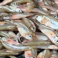 Premium D.Mola